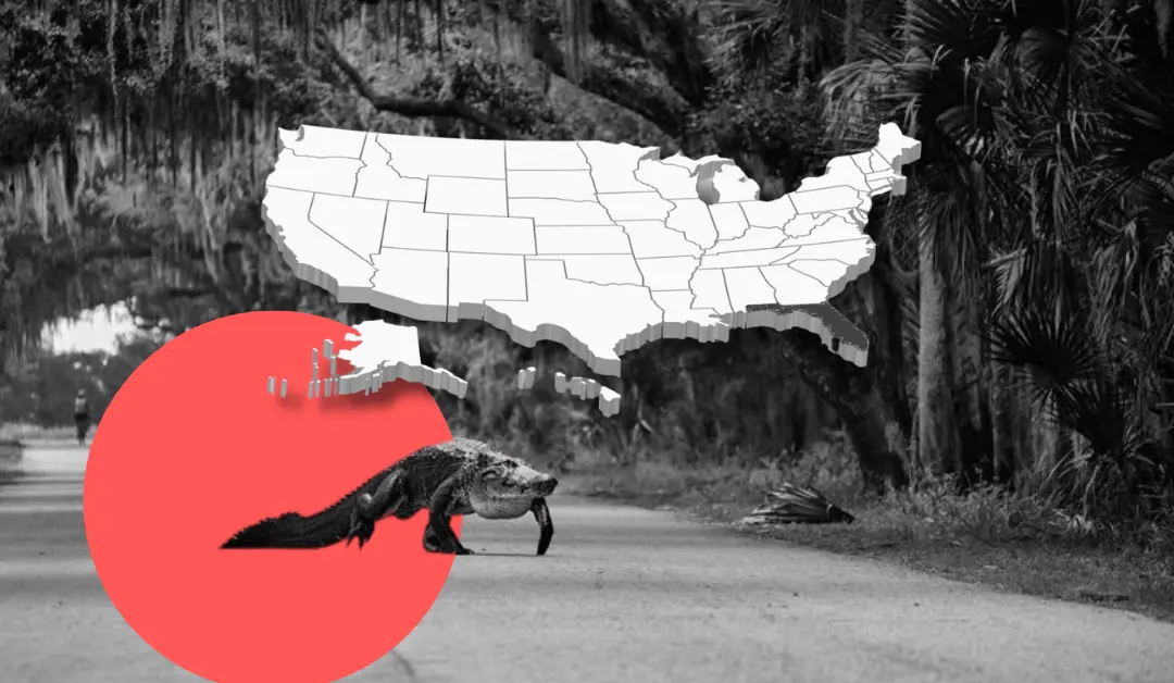 The image background is a black and white photo with mangrove trees hanging over a roadside. An alligator is walking along the road. A 3D map of the united states is shown, with Florida highlighted.  